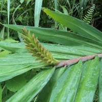 Hedychium coccineum Buch.-Ham. ex Sm.